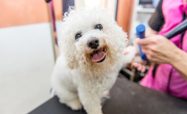 同为比熊犬,命运竟千差万别,流浪比熊的眼里满是羡慕! 同为比熊犬,命运竟千差万别,流浪比熊的眼里满是羡慕!