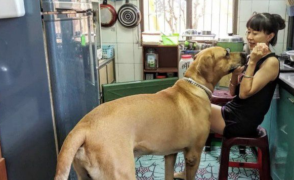 贪吃高山犬壮硕似牛 内心却是爱哭过小孩子 贪吃高山犬壮硕似牛 内心却是爱哭过小孩子