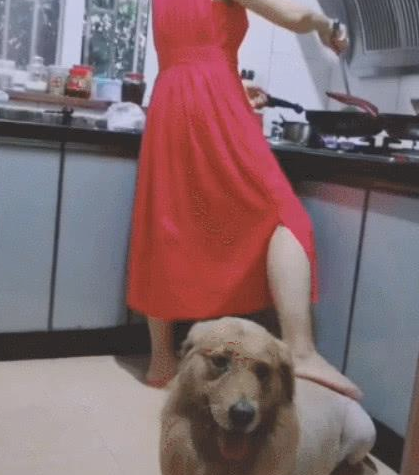 金毛一打雷就怕，主人家还务必宽慰小狗狗，网民：漂亮小姐姐用帮助吗？