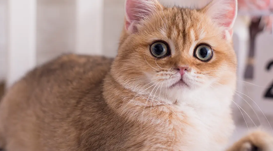 小猫的腿突然瘸了怎么办