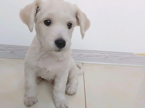 流浪犬跑水果店前讨吃的,女生一个無心的行为,这一下黏着她不动了 流浪犬跑水果店前讨吃的,女生一个無心的行为,这一下黏着她不动了