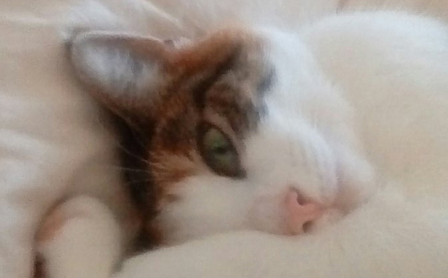 这只猫是天使吗? 亲人浪喵手牵手陪伴手术后老人 这只猫是天使吗? 亲人浪喵手牵手陪伴手术后老人