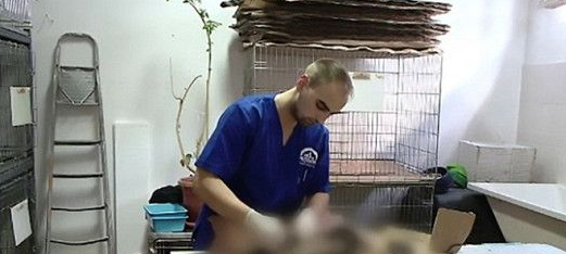沥青淋身黏路面 4狗幸运得救