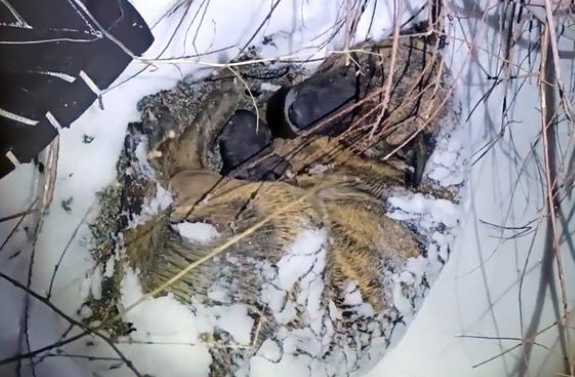暴风雪中产子的流浪狗妈妈,用身体给小狗取暖,母爱太伟大 暴风雪中产子的流浪狗妈妈,用身体给小狗取暖,母爱太伟大