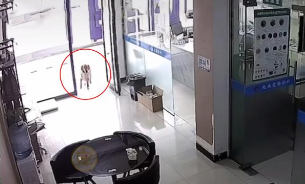 金毛犬和主人走失后，自己跑到宠物医院求助，金毛：我主人不见了