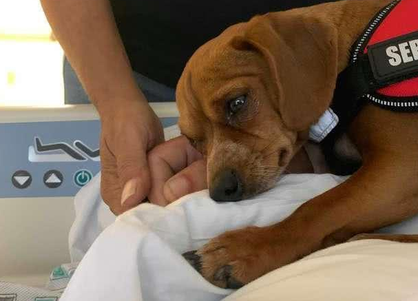 父亲重病卧床狗狗寸步不离,女儿“本来”很感动,却突然觉得大事不妙 父亲重病卧床狗狗寸步不离,女儿“本来”很感动,却突然觉得大事不妙