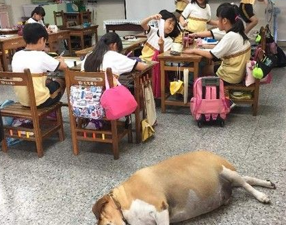 小学校犬被不断喂食胖成猪 校导请勿喂食帮忙减肥 小学校犬被不断喂食胖成猪 校导请勿喂食帮忙减肥
