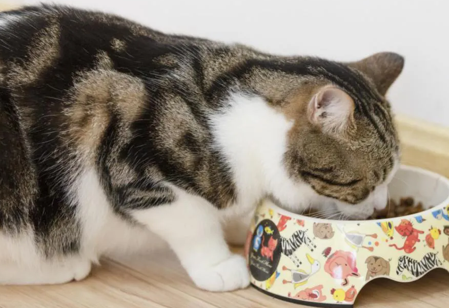 猫咪吃猫粮拉稀怎么办？不是只有换猫粮一种方法哦！