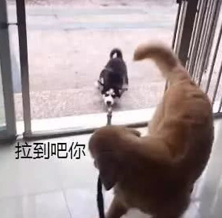 二哈外出溜达四处撒欢儿，主人将牵引带交到金毛，接着这幕笑喷了！