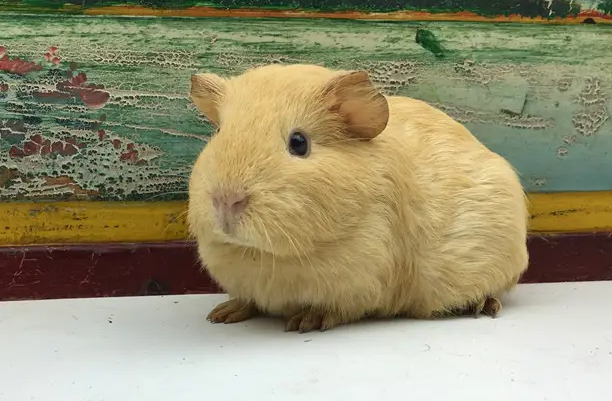 你了解自家宠物鼠吗？英种天竺鼠生病如何治疗呢？