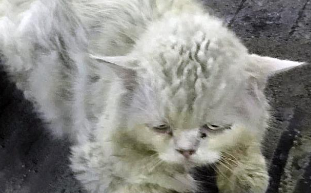 脏兮兮的流浪老猫，委屈的眼神让人想哭，被救半年后颜值判若两猫