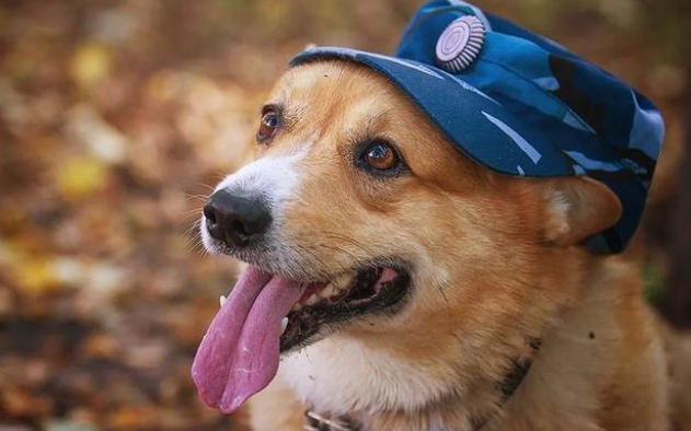 俄罗斯一只柯基当7年警犬后退役，网友：想不到柯基真能当警犬！