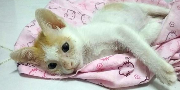 残疾猫被嫌弃，无人领养，遇到她之后被宠成了小公主！