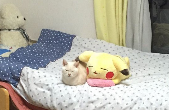 日本猫咪撞脸皮卡丘抱枕 睡姿表情神同步