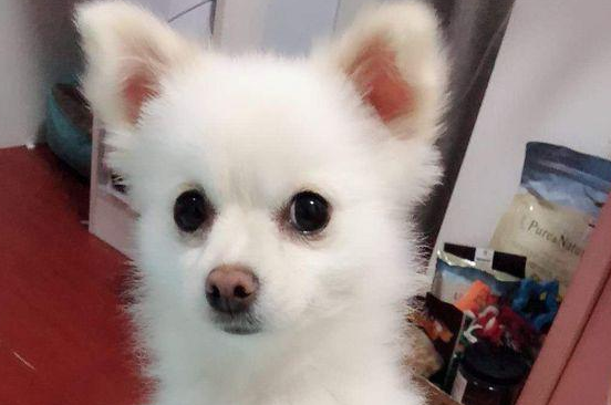 女生带著捡到的流浪犬上街,没想到风流倜傥,这下抱都抱不回家 女生带著捡到的流浪犬上街,没想到风流倜傥,这下抱都抱不回家