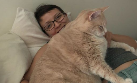 爱猫情侣想收养第三只猫 意外被一只橘喵吉拉吸引