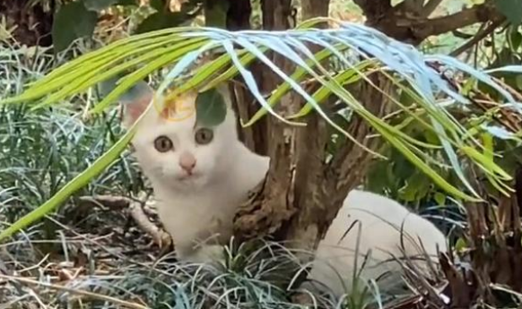 向人求助的瘫痪猫咪,被拒绝后拼命挽留人类,它只想有个家呀 向人求助的瘫痪猫咪,被拒绝后拼命挽留人类,它只想有个家呀