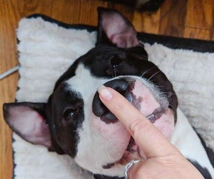 它的眼神太悲伤了!忠犬因主人怀孕惨遭遗弃 它的眼神太悲伤了!忠犬因主人怀孕惨遭遗弃