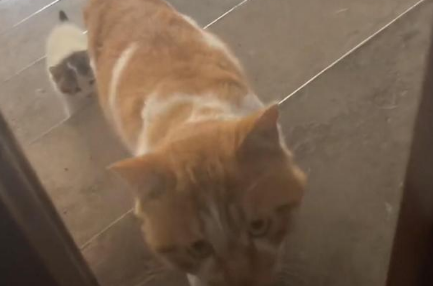 财神来到我家门,大喵小喵来敲门。被可爱的猫猫跟踪奇遇记 财神来到我家门,大喵小喵来敲门。被可爱的猫猫跟踪奇遇记