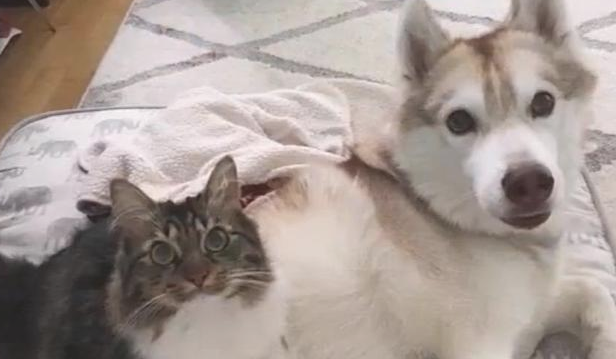 一只被哈士奇养大的猫，居然学好了二哈的专业技能，网友：目光很像