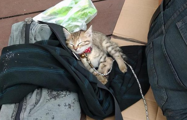 流浪汉赤裸上身却把衣服给小猫：它不是流浪猫！
