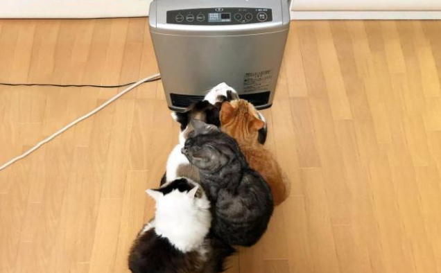 冬天猫咪十大取暖神器，据说集齐之后，可以召唤一大群喵星人！