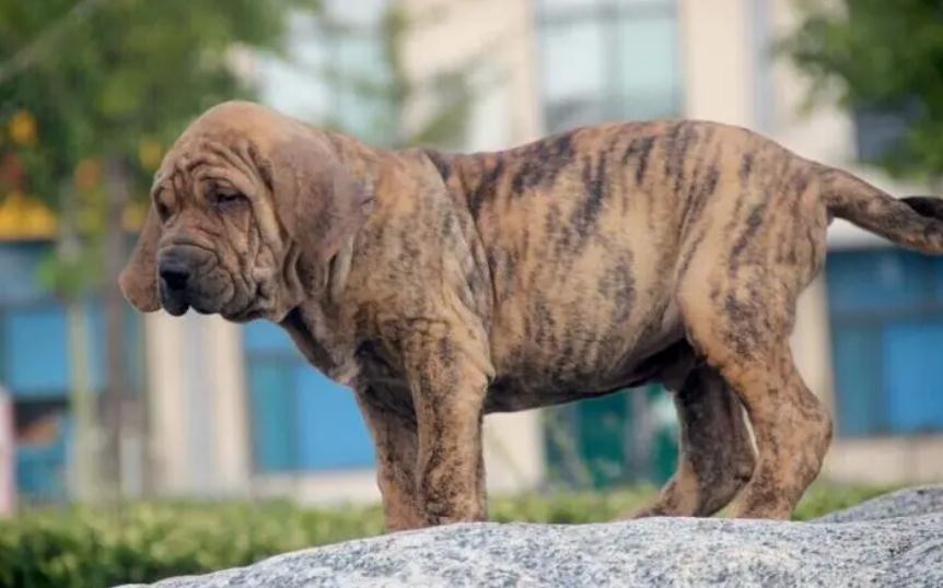 肥勒和波尔多獒犬哪个厉害 肥勒和波尔多獒犬哪个厉害