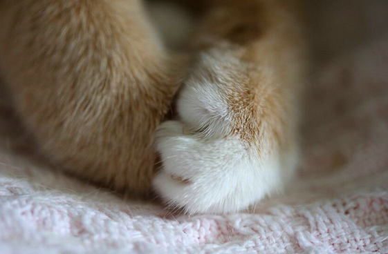 猫爪X光 骨折了吗？有点可爱怎么回事