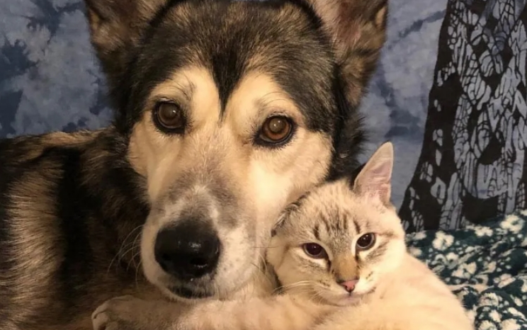见到瘫痪小猫 阿拉斯加母爱爆棚霸气抱怀中 见到瘫痪小猫 阿拉斯加母爱爆棚霸气抱怀中