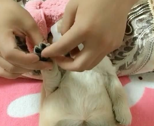 准备送女友生日礼物金毛 收后另人喜爱 准备送女友生日礼物金毛 收后另人喜爱