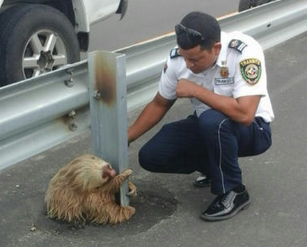 一只受到惊吓的树懒紧抓高速路护栏不放