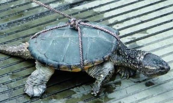 老人把北美拟鳄龟当成“野生江龟”来卖 更是要价3000元
