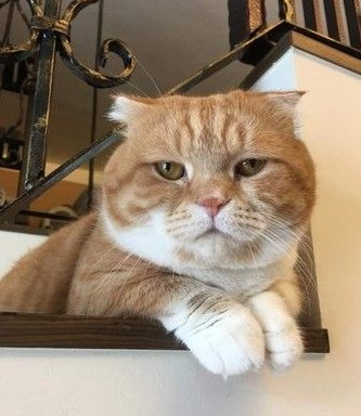 这段期间你到底发生什么事 萌猫长大变讨债老大 这段期间你到底发生什么事 萌猫长大变讨债老大