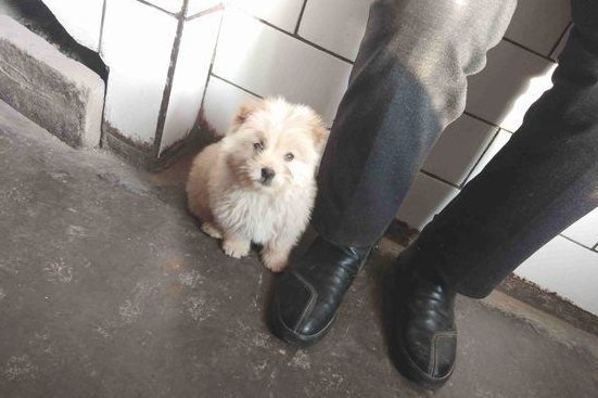 流浪犬跟在背后不离去,殊不知老妈喂个饼干后,它赖在大门口不动了 流浪犬跟在背后不离去,殊不知老妈喂个饼干后,它赖在大门口不动了