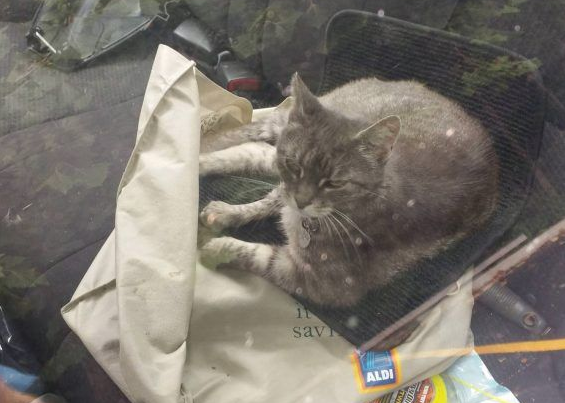 坚持不懈与小猫互动 时长六年小猫卸下心防