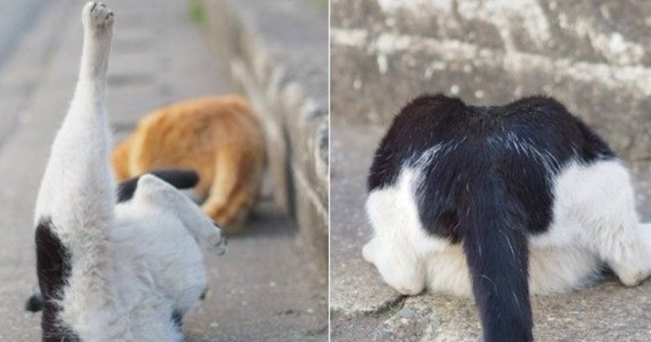 猫咪看见神秘洞口就要钻 再胖也一定要挤进去
