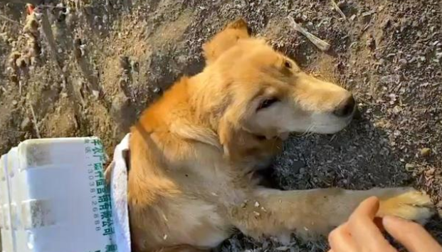 车祸后惨遭遗弃的金毛犬，身体无法动弹