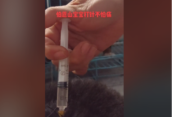 伯恩山幼崽打针不哭不闹，网友直呼好勇敢