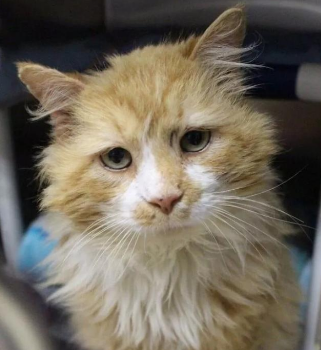 猫咪徒步20公里,只为回到主人身边,没想到换来的却是安乐死! 猫咪徒步20公里,只为回到主人身边,没想到换来的却是安乐死!