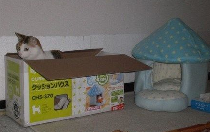 猫奴买猫隧道孝敬猫咪 不过主子好像更爱纸箱 猫奴买猫隧道孝敬猫咪 不过主子好像更爱纸箱