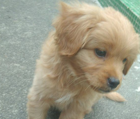 女生遛猫遛狗时巧遇流浪犬一直追随着不离去,狗狗:这就是我最终的固执 女生遛猫遛狗时巧遇流浪犬一直追随着不离去,狗狗:这就是我最终的固执