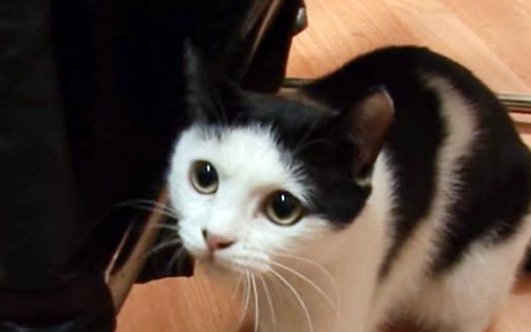 不知主人已离世,猫咪拒绝进食,每天守在门口等主人回家 不知主人已离世,猫咪拒绝进食,每天守在门口等主人回家