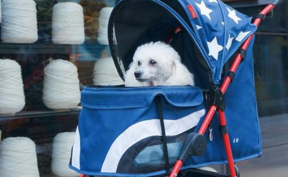 流浪老犬上门乞讨，面对食物不敢接受：我真的可以吃吗？