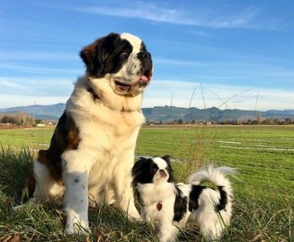 根本宠物界白马王子!圣伯纳甘愿当蝴蝶犬的驮兽 根本宠物界白马王子!圣伯纳甘愿当蝴蝶犬的驮兽