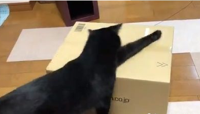 黑猫试图打开纸箱进去玩 意外被发现是左撇子!