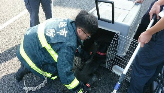 流浪狗疑是食物中毒 暖心消防员自掏腰包送医 流浪狗疑是食物中毒 暖心消防员自掏腰包送医
