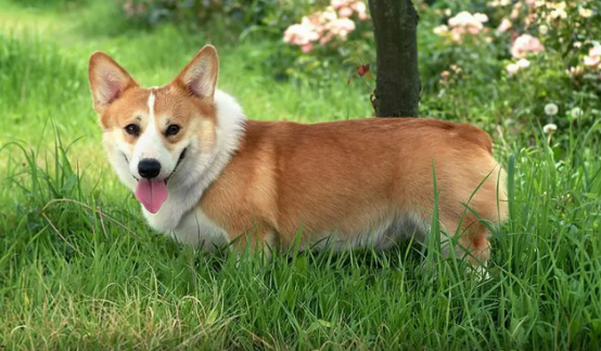 狗狗吃蛋黄有好处,那么柯基犬一周吃几次蛋黄比较好? 狗狗吃蛋黄有好处,那么柯基犬一周吃几次蛋黄比较好?