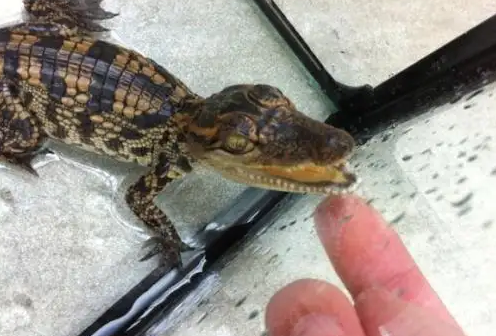 你了解自家宠物鳄鱼吗?泰鳄的喂食要点是什么? 你了解自家宠物鳄鱼吗?泰鳄的喂食要点是什么?