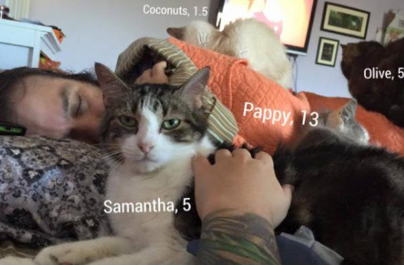 爱猫男子创办猫咪收容之家 让老猫们有一个温暖的家