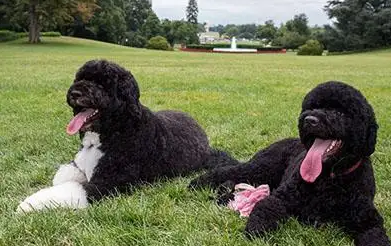 比较少见的葡萄牙水犬，性格适合饲养吗？